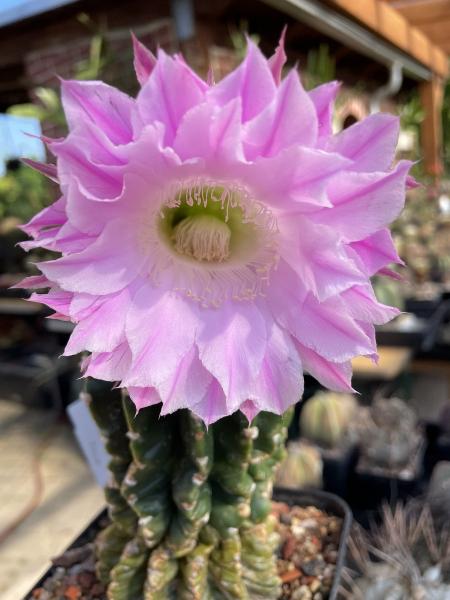 Echinopsis Hybr. lila